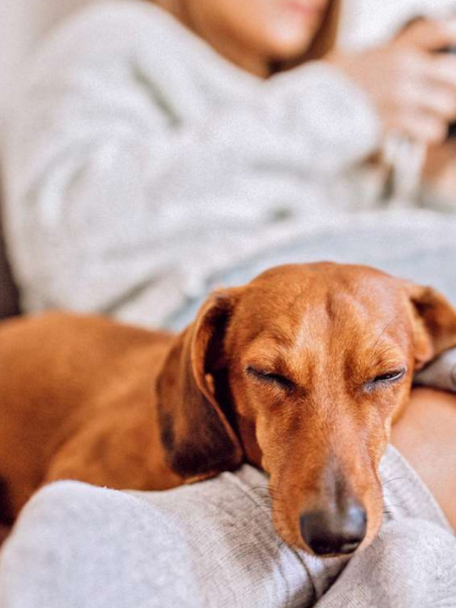 Do Dogs Experience Nightmares? The Surprising Truth Revealed!: Understanding What Your Puppy Is Doing During Sleep